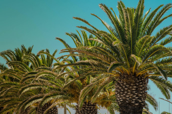 Palmera-Sagu.jpg