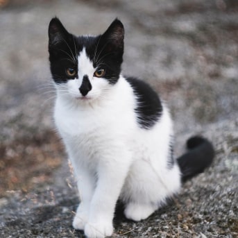 GATO-Blanco-y-negro-min.jpg