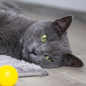 Gato-azul-min.jpg