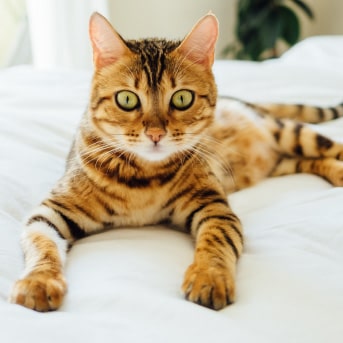 Gatos-atigrados-min.jpg