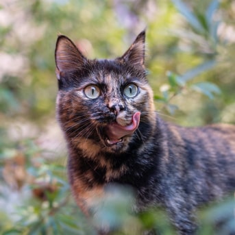 Gatos-carey-min.jpg