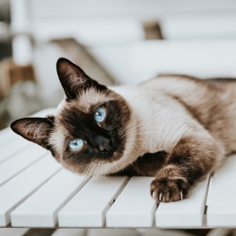 Gatos-siamés-min.jpg
