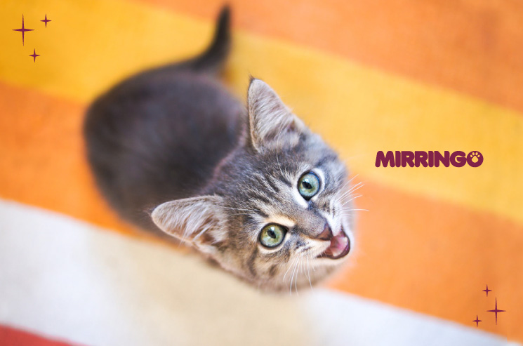 TIPOS DE MAULLIDOS EN GATOS