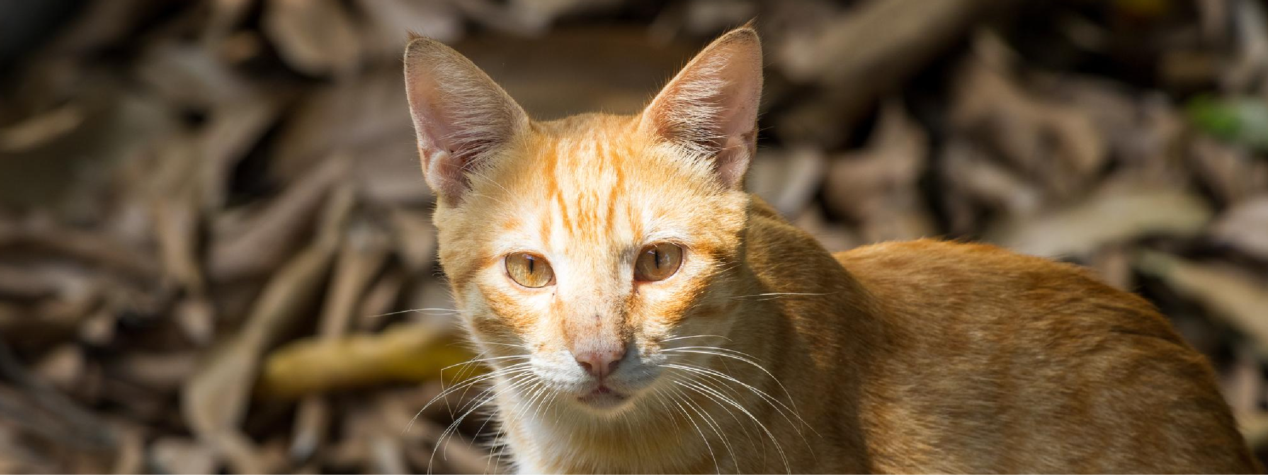 vacuna contra la rabia en gatos en Panamá