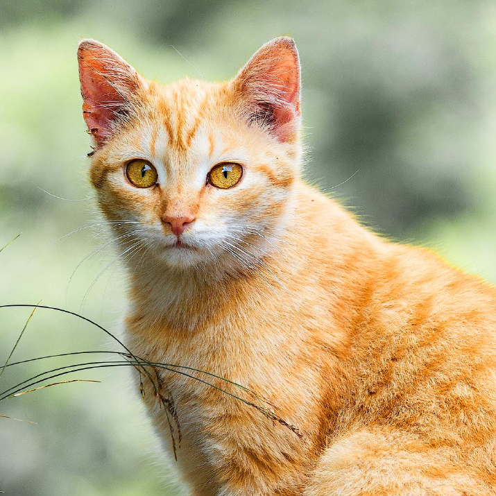 signos-de-rabia-en-gatos-panama.png