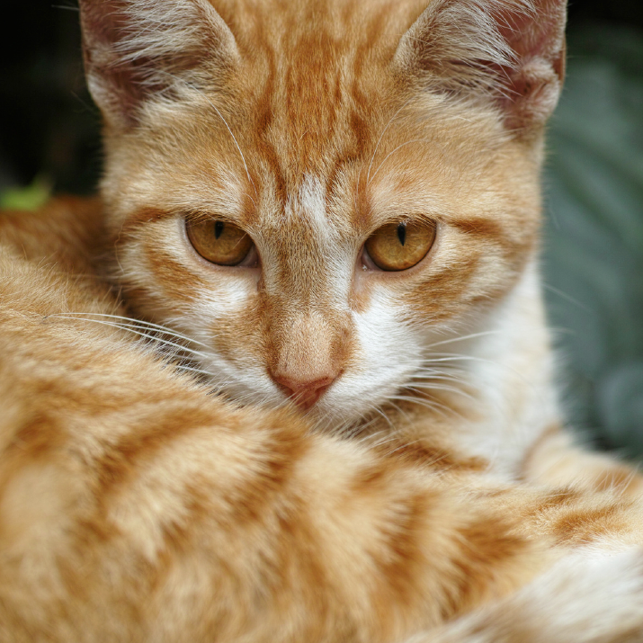 vacuna-de-la-rabia-en-gatos-panama.png