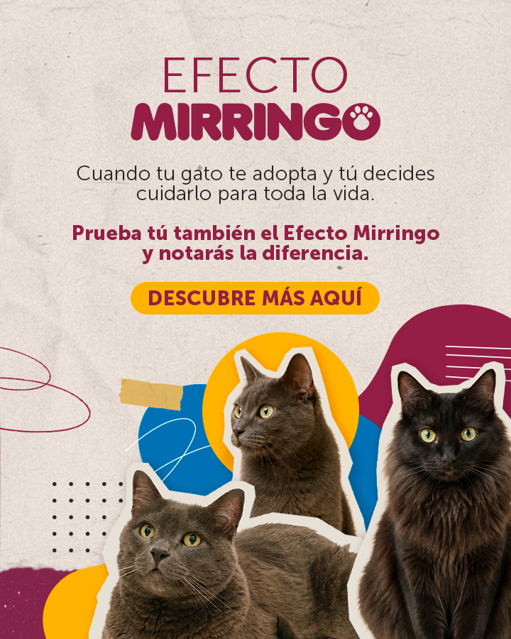 Banner efecto mirringo 2026