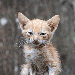Adopta a Albus un gatico de 2 meses