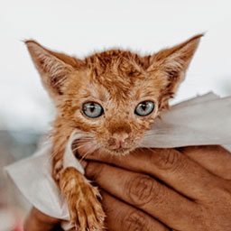 Adopta a Anakin un gatico de 2 meses