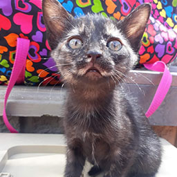 Adopta a Arabella una gata de 2 meses