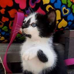 Adopta a Granada una gatica de 2 meses