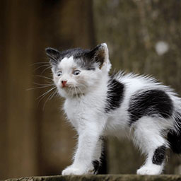 Adopta a Minerva una gatica de 2 meses