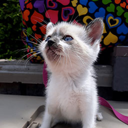 Adopta a Percival un gatico de 2 meses