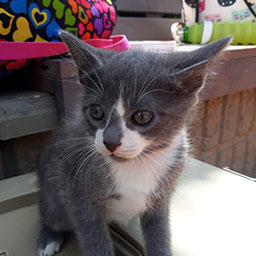Adopta a Ron un gatico de 2 meses