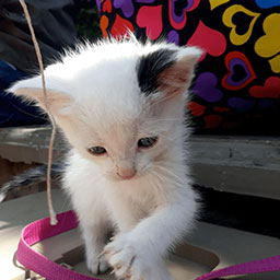 Adopta a Snow un gatico de 2 meses