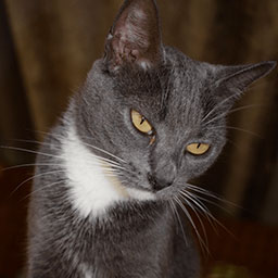 Adopta a Ágato un gato de 5 años