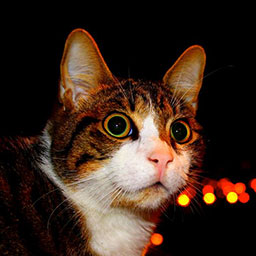 Adopta a Lola una gatica de 2 años