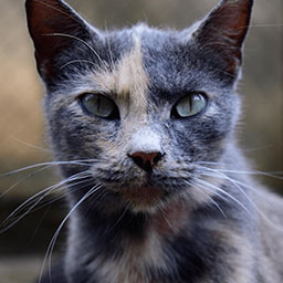 Adopta a Melcocha una gata de 4 años