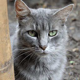 Adopta a Peluza una gata de 5 años