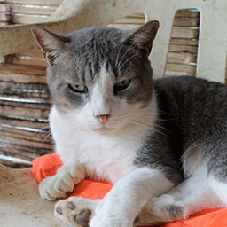 Adopta a Pepe un gatico de 3 meses