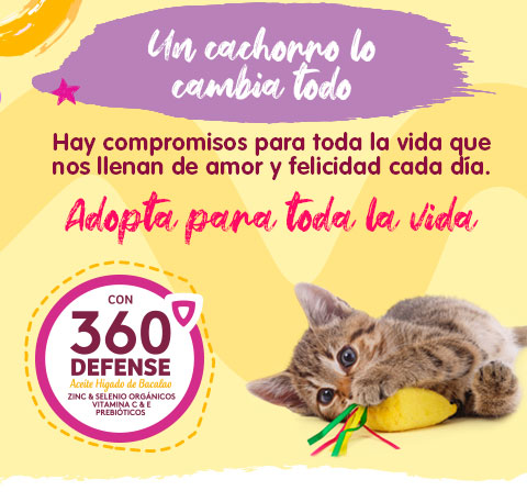 Banner landing cachorros