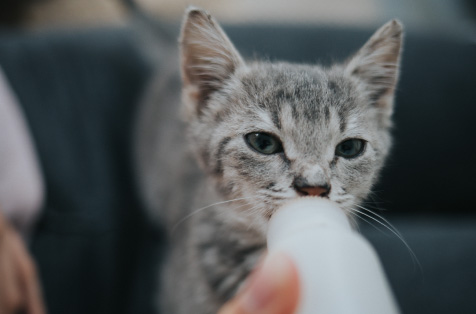 Conoce cómo alimentar a tu gatico