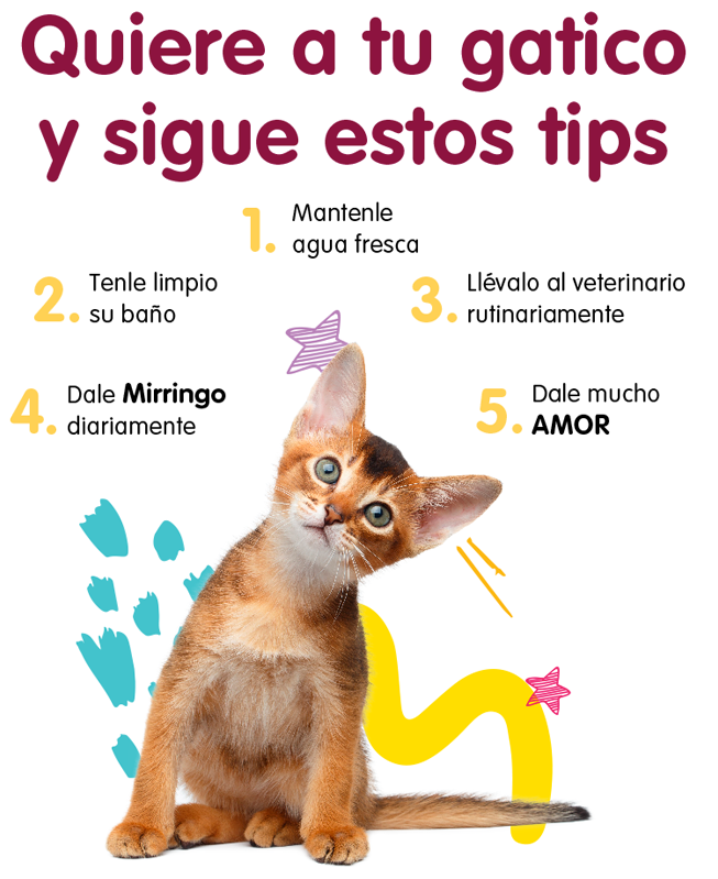 Mirringo gaticos