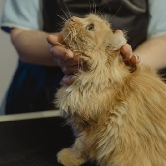 Gato con tiña