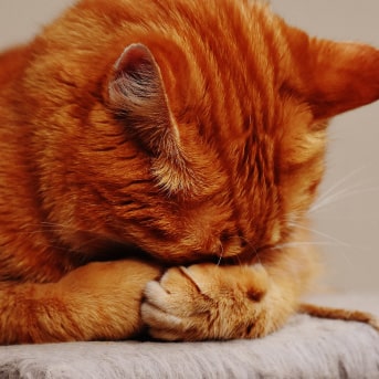Acné en gatos