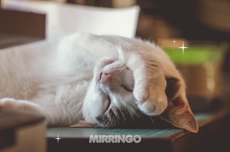 Por qué duerme tanto mi gato? | Efecto Mirringo