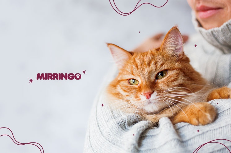 Perímetro Miguel Ángel Histérico Cómo detectar si tu gato padece cáncer? I Efecto Mirringo