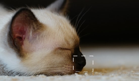 Un gato con el texto Mirringo