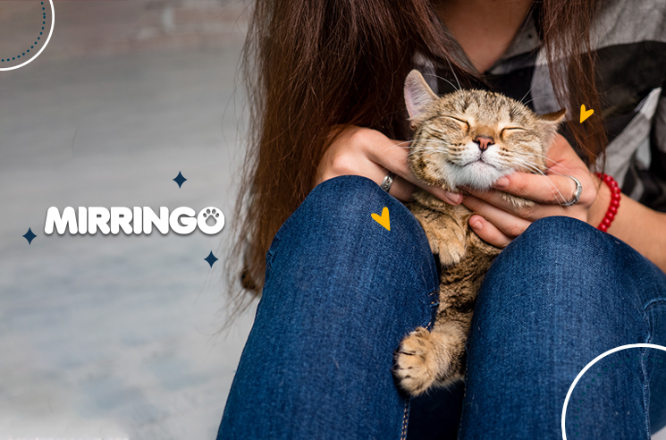 Consejos para el celo de las gatas