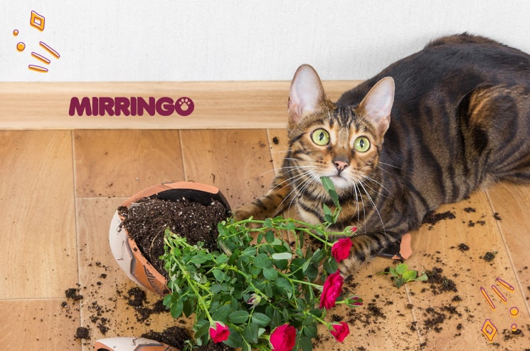 Construye un Jardín para tu gato y salva tus flores