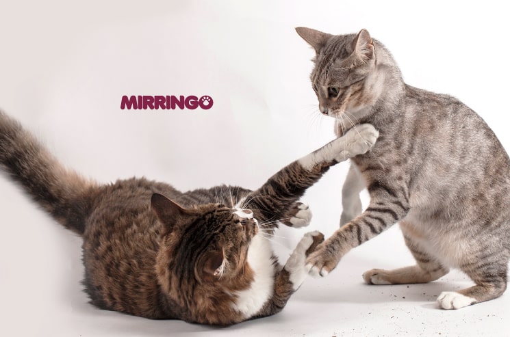 Qué Hacer si Tu Gato Muestra Comportamientos Agresivos Durante el Juego 3 banner interna jugar min