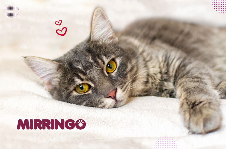 Cómo Reducir el Estrés en Gatos que Han Perdido a un Compañero 1 banner interna ausencia gato