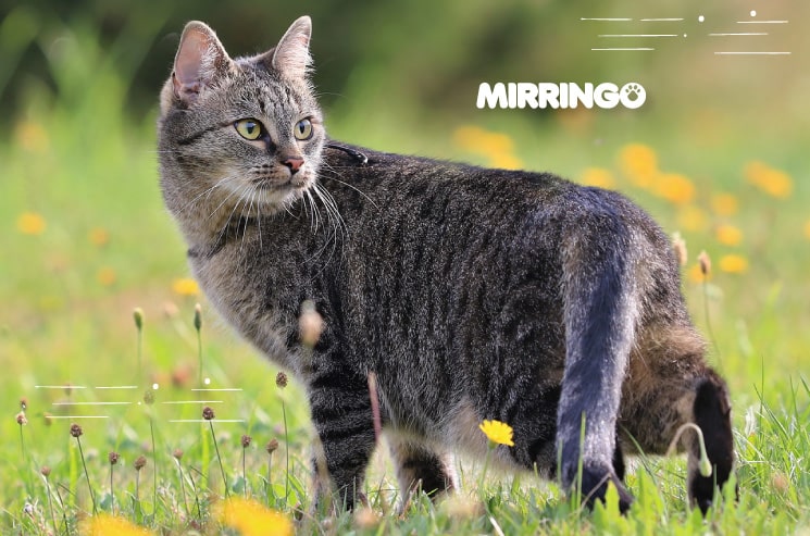 terrorista el propósito Cien años Guía práctica para las pulgas en gatos I Efecto Mirringo