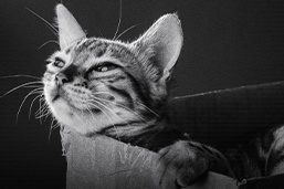 bigotes de los gatos en la oscuridad