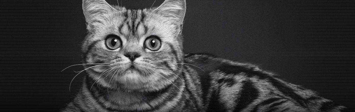 para-que-son-los-bigotes-de-los-gatos.jpg para-que-son-los-bigotes-de-los-gatos.jpg