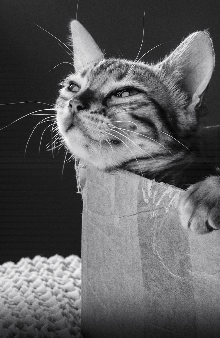 bigotes de los gatos en la oscuridad