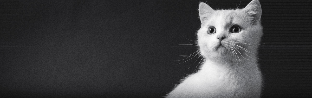 por-que-mi-gato-tiene-tanta-energia.jpg por-que-mi-gato-tiene-tanta-energia.jpg