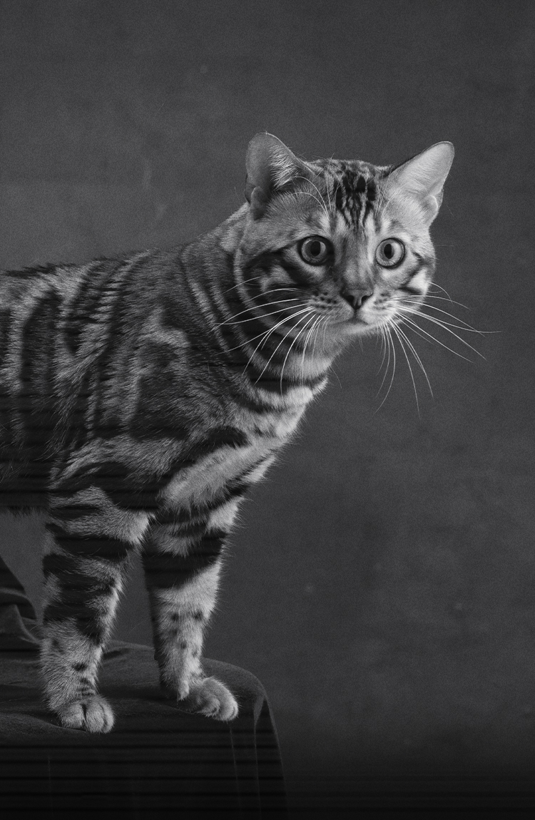 comportamiento nocturno de los gatos