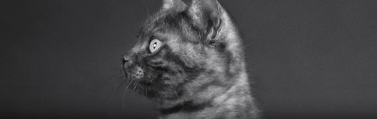 felinos-salvajes-comportamiento.jpg felinos-salvajes-comportamiento.jpg
