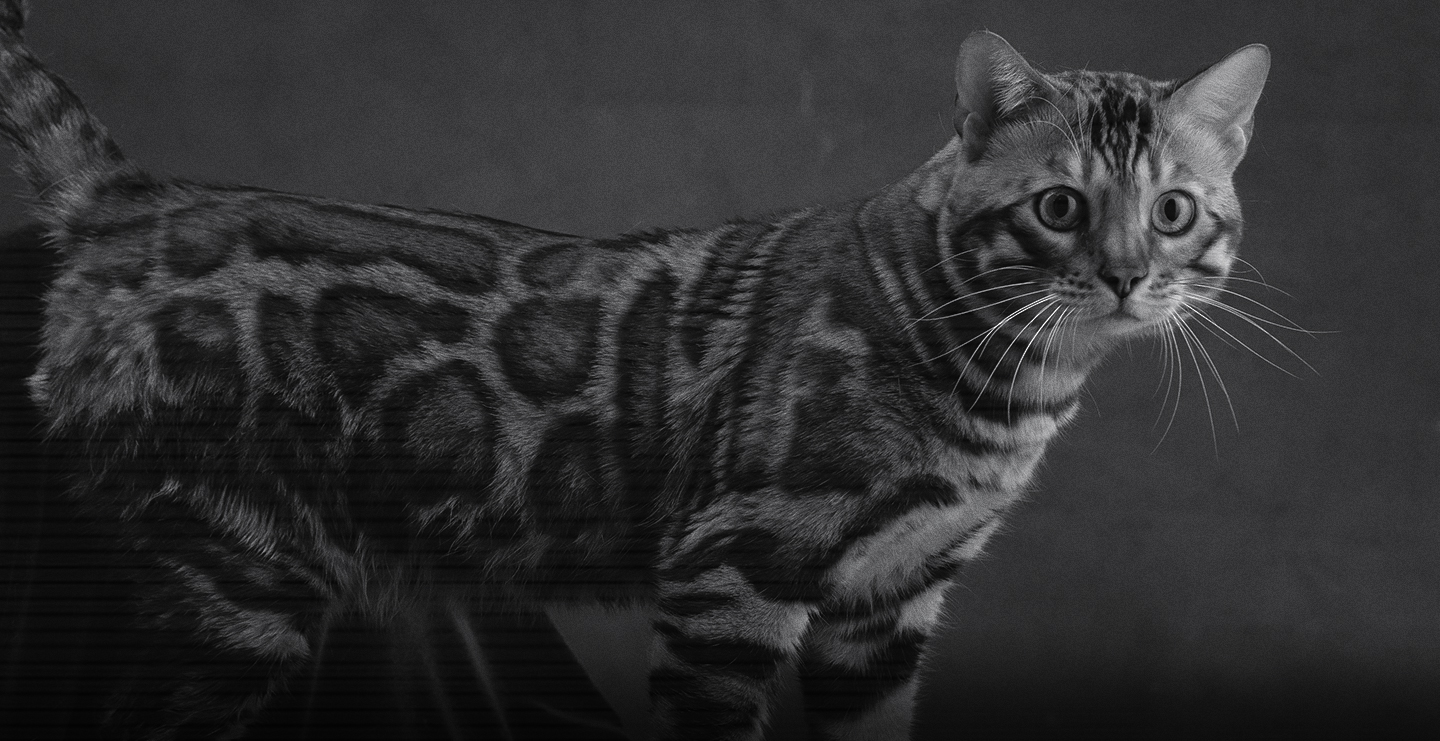 comportamiento nocturno de los gatos