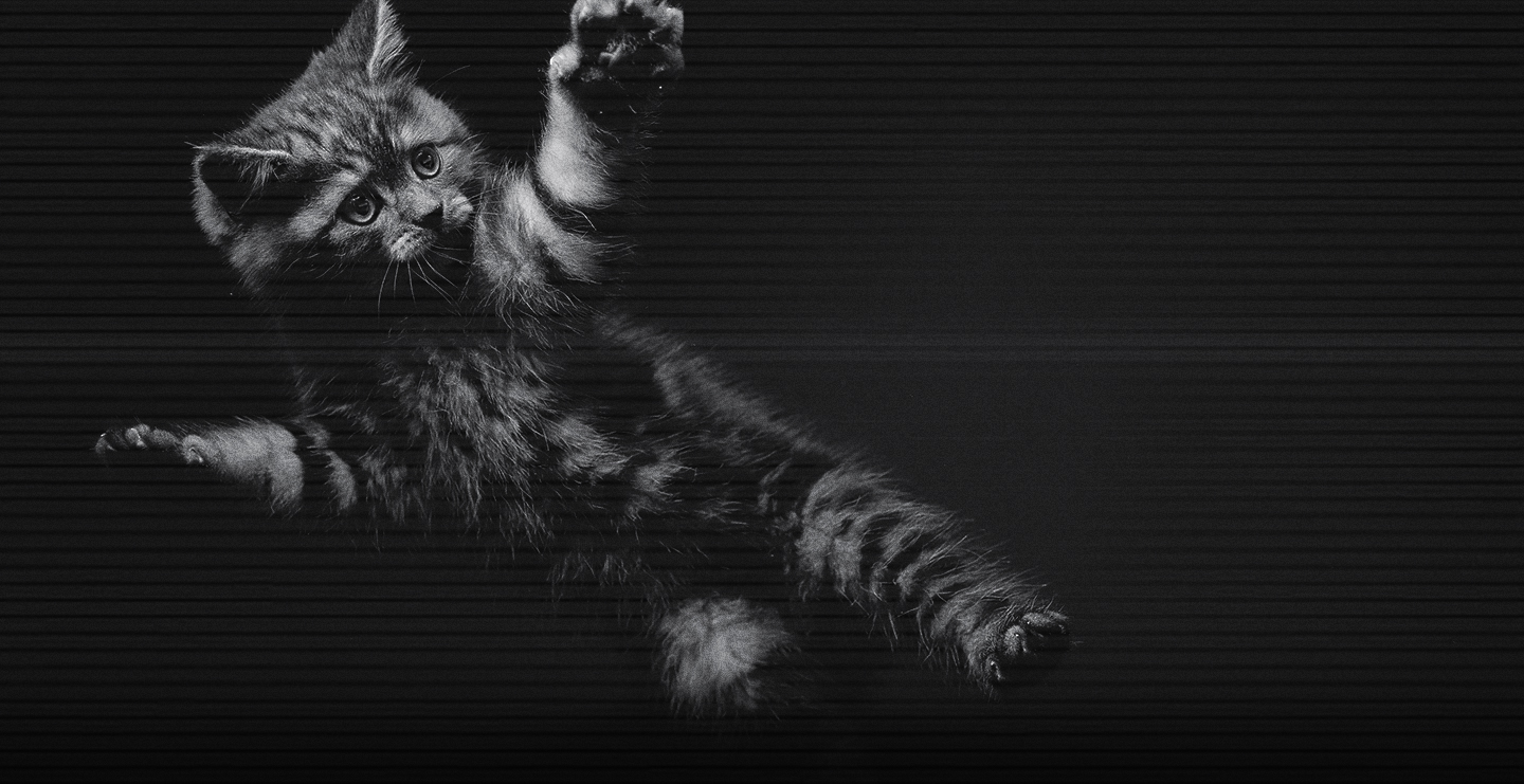  gatos activos al amanecer y anochecer
