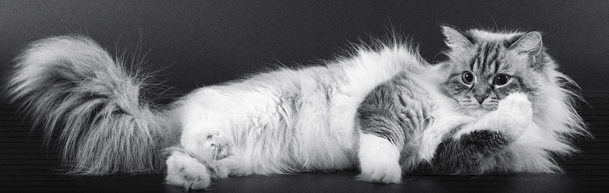 por-que-los-gatos-son-crepusculares.jpg por-que-los-gatos-son-crepusculares.jpg