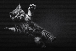  gatos activos al amanecer y anochecer
