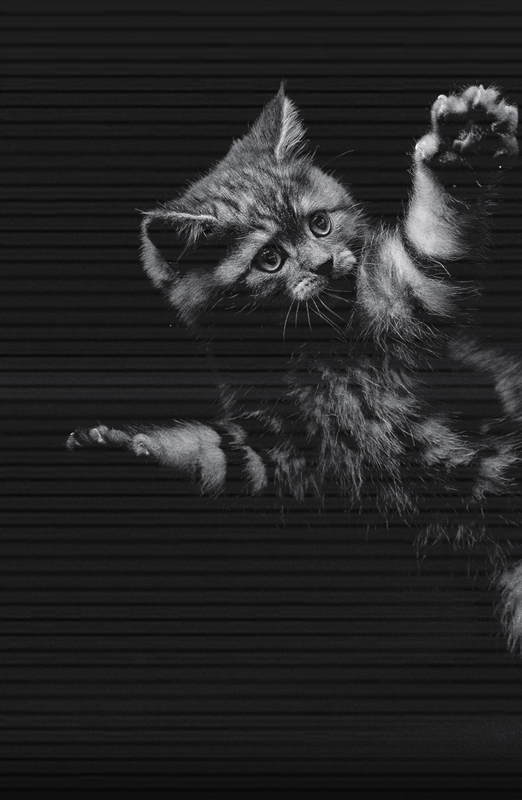  gatos activos al amanecer y anochecer