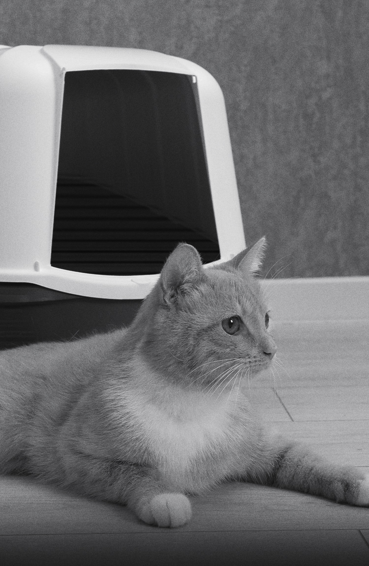 mi gato tiene problemas para orinar