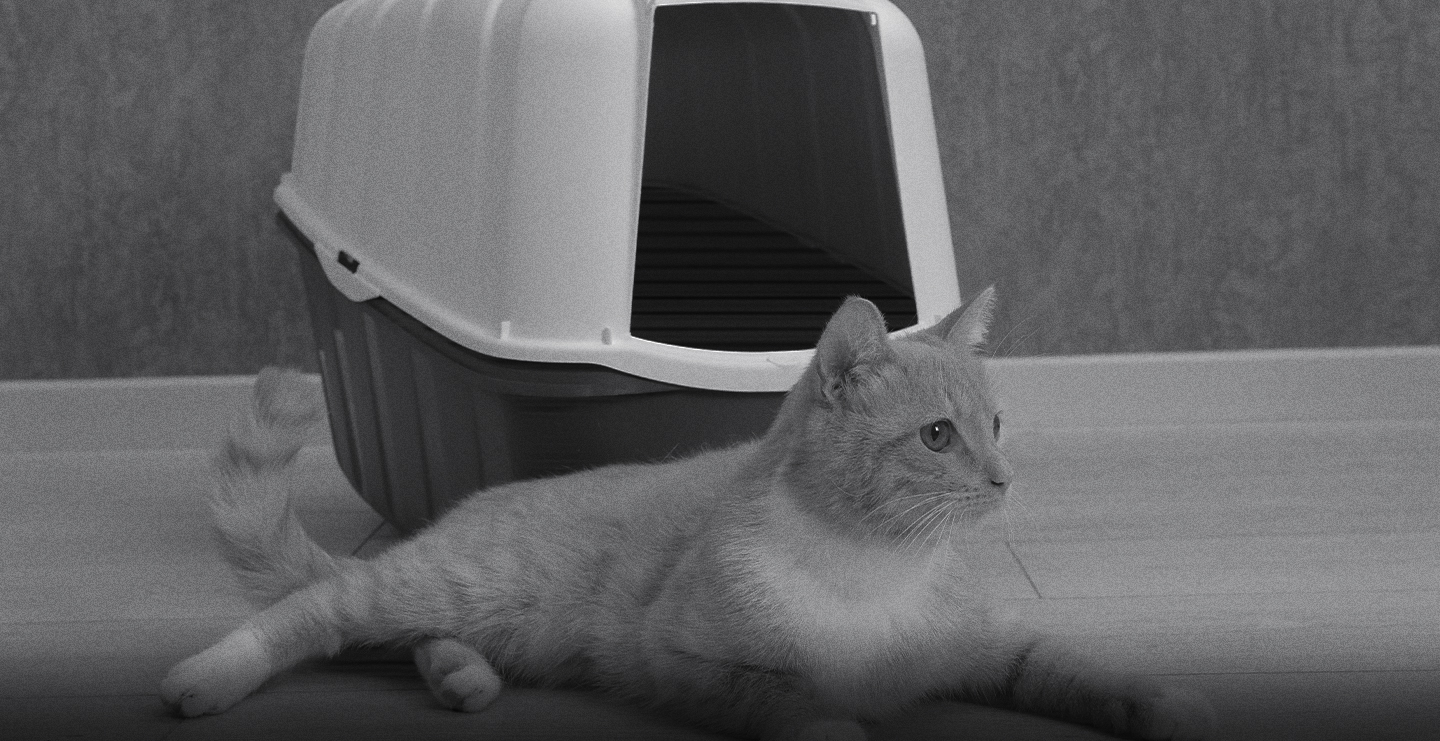 mi gato tiene problemas para orinar